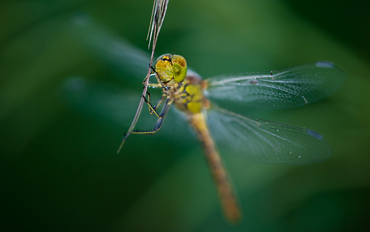fotógrafo insectos