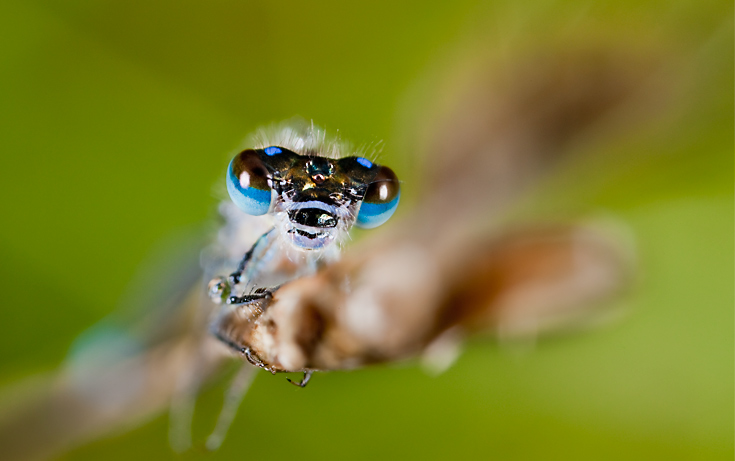 fotógrafo insectos